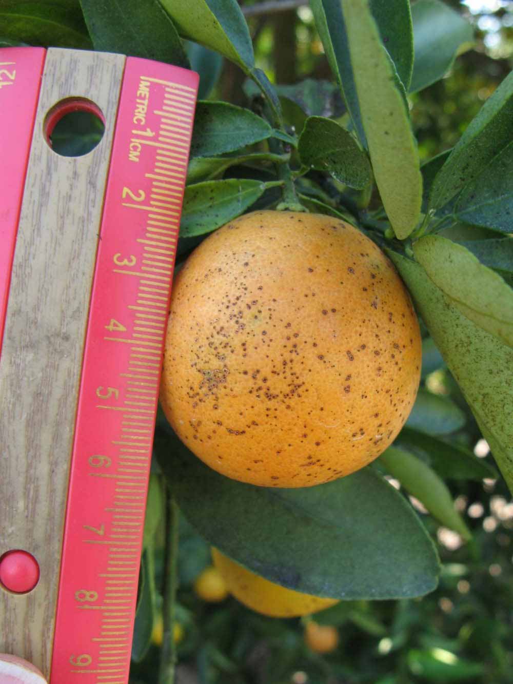              Fruit (Winter Haven, FL)       